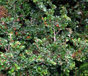 中甸栒子 中甸栒子