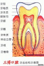 牙齒結構示意圖