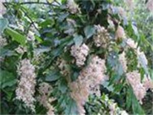 多毛小蠟 多毛小蠟