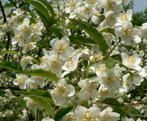 絹毛山梅花 絹毛山梅花