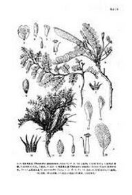 甘肅旱雀豆 甘肅旱雀豆