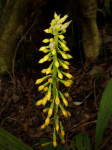 輻射蝦脊蘭 輻射蝦脊蘭