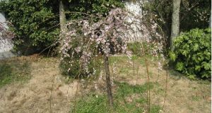 單粉照水梅 單粉照水梅