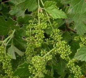 浙江蘡薁 浙江蘡薁