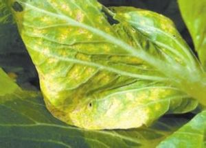 菾菜霜霉 菾菜霜霉