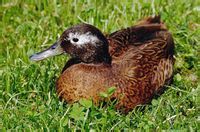 列山島野鴨 列山島野鴨