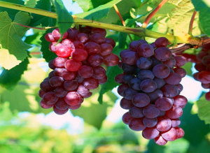 西彭葡萄園 西彭葡萄園