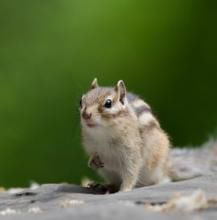 花鼠榆林亞種 花鼠榆林亞種