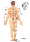 人體穴位 人體穴位