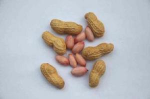 烏沙小花生 烏沙小花生