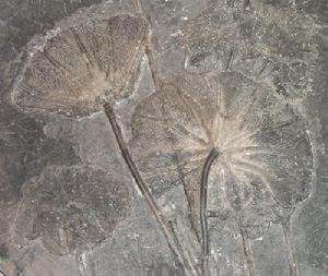 海百合化石圖片