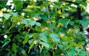 雲南八角楓 雲南八角楓