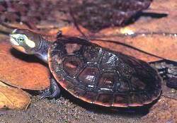 白眉彎曲頸龜 白眉彎曲頸龜