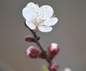 初見杏花 初見杏花