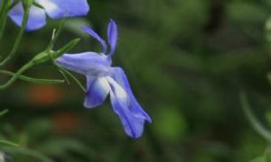 琉璃半邊蓮 琉璃半邊蓮