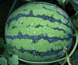 世雷5號 世雷5號