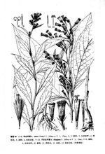 子農合耳菊 子農合耳菊