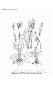 變葉垂頭菊 變葉垂頭菊