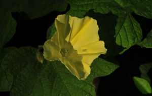 掌葉魚黃草 掌葉魚黃草