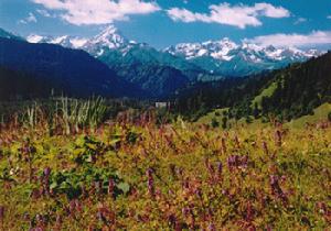 鞏留恰西國家森林公園