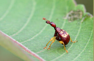 核桃卷葉象 核桃卷葉象