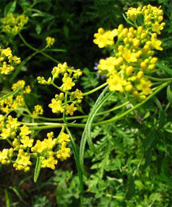 紫紅川滇柴胡 紫紅川滇柴胡