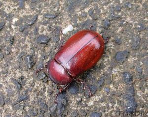 台灣樺金龜 台灣樺金龜