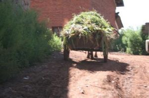 阿子白村 阿子白村