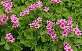 紅花醡漿草 紅花醡漿草