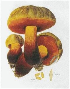 毒蕈中毒 毒蕈中毒