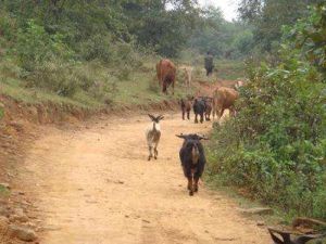 馬鞍鞽村 馬鞍鞽村