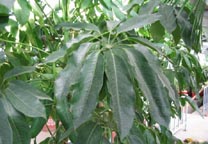 （圖）南芥菜花葉病毒