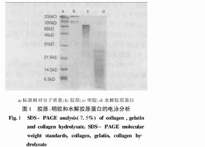 膠原、明膠和水解膠原蛋白的電泳分析
