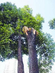 把樹砍了 把樹砍了