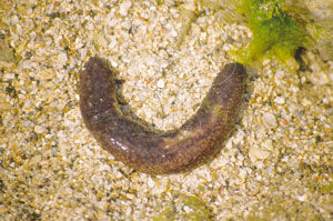 中華海參 中華海參