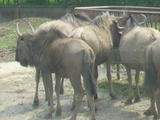 黑斑牛羚
