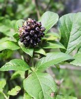 小果無梗五加（變種）