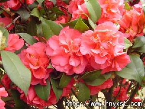 紫金山森林公園