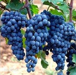 釀酒葡萄 釀酒葡萄