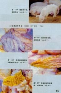 豬增生性腸炎 豬增生性腸炎