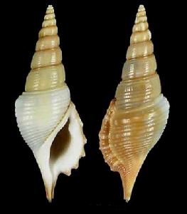 郎氏鮑威長鼻螺 郎氏鮑威長鼻螺