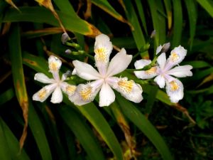 全唇鳶尾蘭 全唇鳶尾蘭