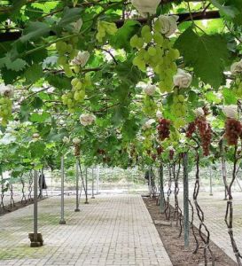 上海馬陸葡萄藝術村