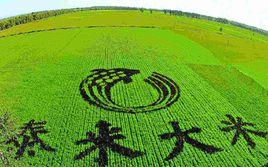 泰來大米 泰來大米