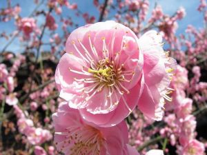 短軸山梅花 短軸山梅花