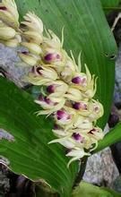 半柱毛蘭 半柱毛蘭