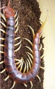 秘魯巨人蜈蚣 秘魯巨人蜈蚣