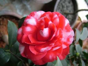 複色美國大紅 複色美國大紅