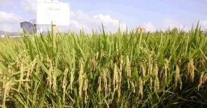 金稻天優2168 金稻天優2168