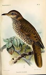 赫氏地鶇 赫氏地鶇